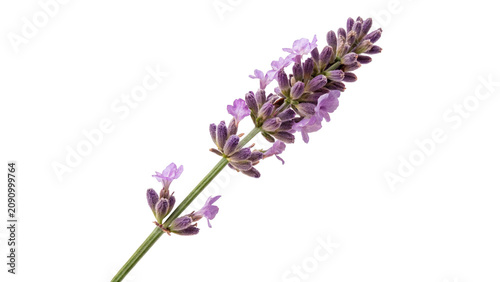Принти на полотні Single sprig of blooming lavender flower fragrant herbal plant isolated on trans