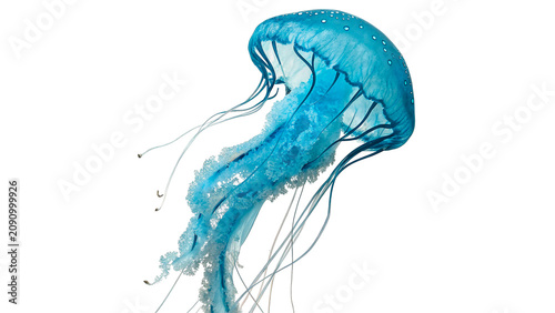 Photography Blue jellyfish floating aquatic marine fauna ocean wildlife creature isolated on