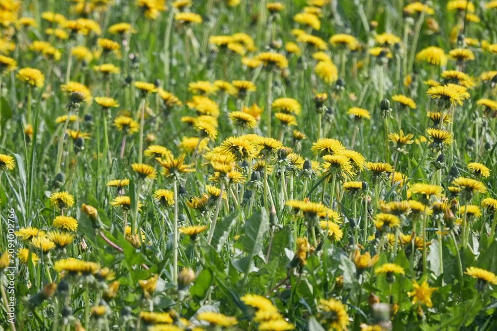 Obraz premium Blooming dandelion meadow in spring