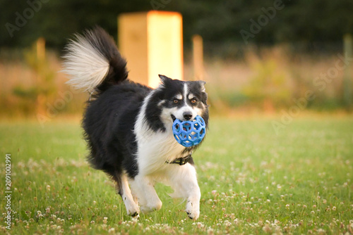 Border Collie running across a meadow carrying a blue rubber ball toy during outdoor training or play session. Action shot captured in warm golden evening light, highlighting movement, intelligence,