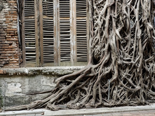 Massive tree roots growing over an old brick wall and vintage wooden louvered window shutters.