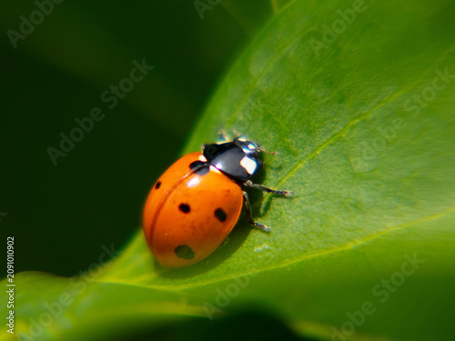 Macro shot of a red ladybug with black spots sitting on a vibrant green leaf