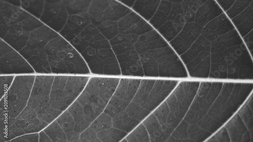 Konstfotografi Black and white close up leaf texture with clear vein network, smooth surface detail, and elegant natural abstract pattern