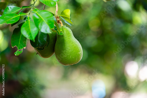 Foto Two fresh green pear-shaped pomelo fruits hanging on a tree branch with a blurred green bokeh background in an organic orchard