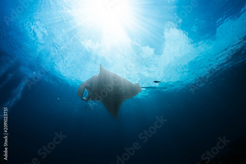 Fotografia Oceanic manta ray gliding gracefully through clear blue water