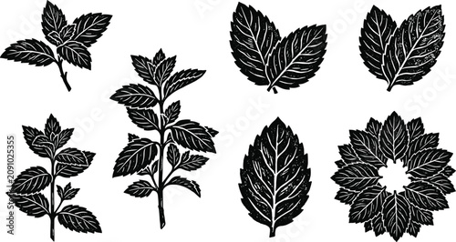 Mint Leaf Silhouette Set Herb Plant Botanical Black Vector Illustration Collection
