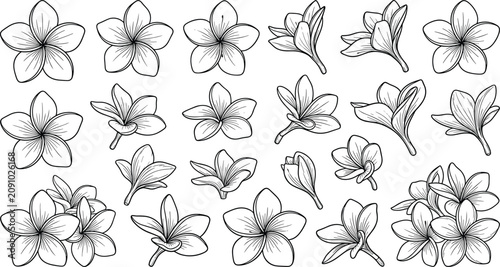 Tropical Flower Set with Plumeria Frangipani Hand Drawn Line Art Vector Illustration Collection