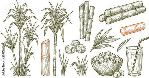 Sugarcane Plant Set with Sugar Cube Stalk and Leaf Hand Drawn Vector Illustration Collection