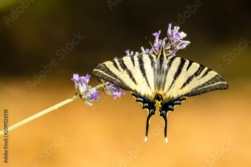 Magnifique et grand papillon, le Flambé, ailes étalées posé sur des fleurs de lavande sur fond flou coloré. Iphiclides podalirius, lépidoptère Papilionidae.