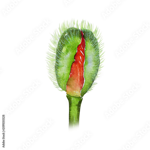 Vászonkép Pink poppy bud with green sepal and delicate hairy texture