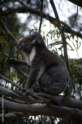 Photography Koalas are iconic Australian marsupials known for their tree-dwelling, leaf-eating lifestyles
