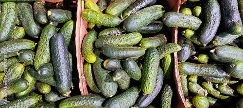 Fresh cucumbers packed in cardboard boxes, which are probably ready for sale or transport.