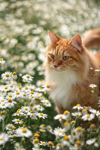 A photo of a fluffy white cat in white daisies.