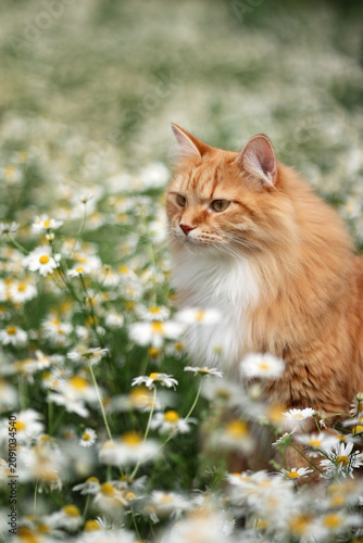 A photo of a fluffy white cat in white daisies.