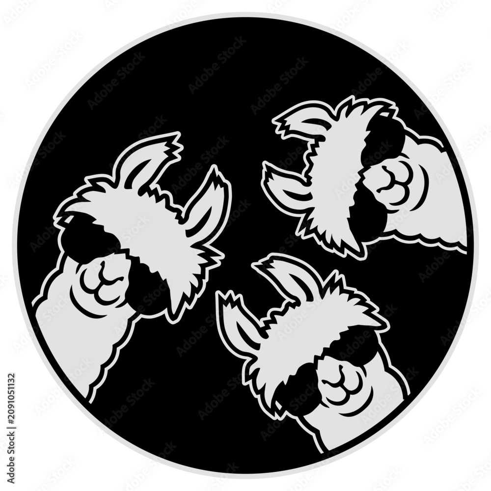 Fototapeta premium Three cool llamas standing side by side in a row, all rocking sunglasses with matching swagger. Perfect for llama lovers, best friend groups and anyone who rolls deep with fluffy squad energy.