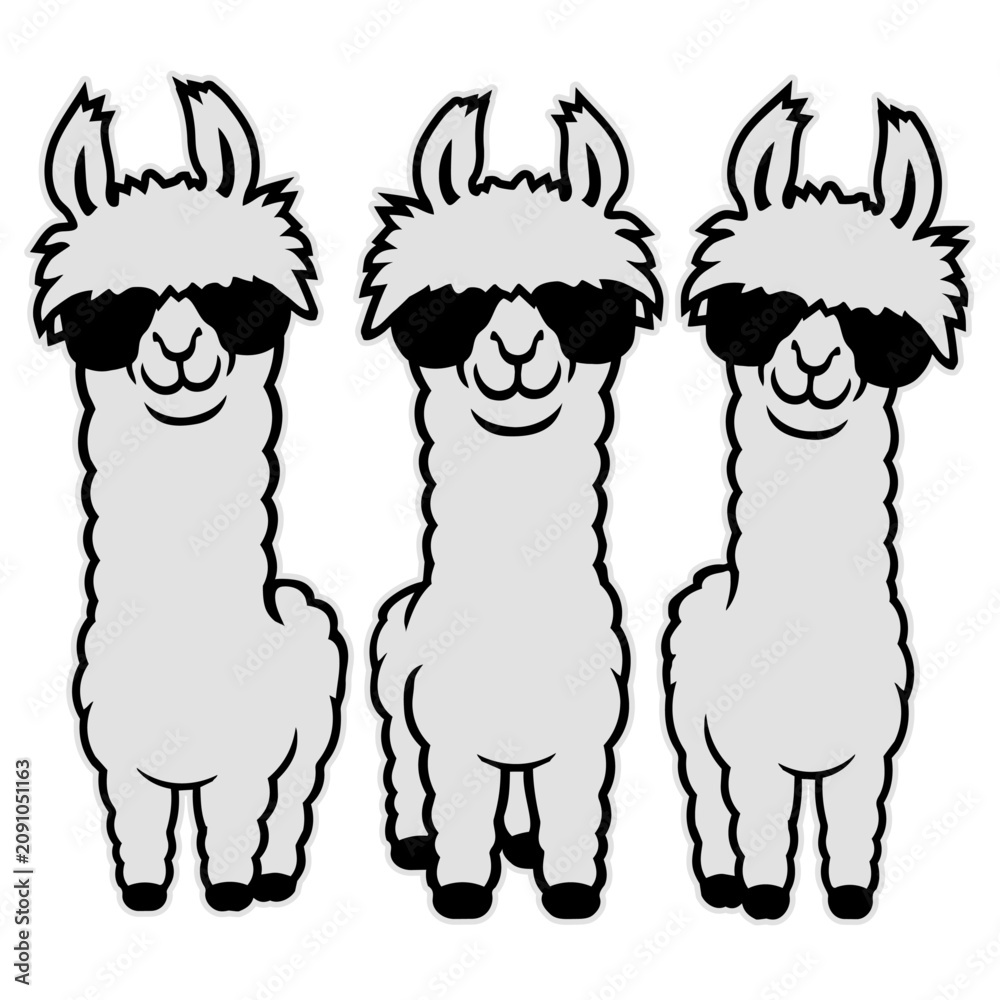 Fototapeta premium Three cool llamas standing side by side in a row, all rocking sunglasses with matching swagger. Perfect for llama lovers, best friend groups and anyone who rolls deep with fluffy squad energy.