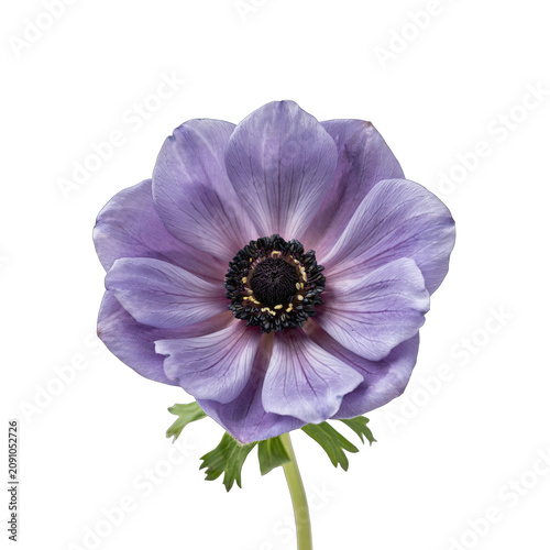 Beautiful single light purple anemone flower with dark center blooming elegantly in nature transparent background