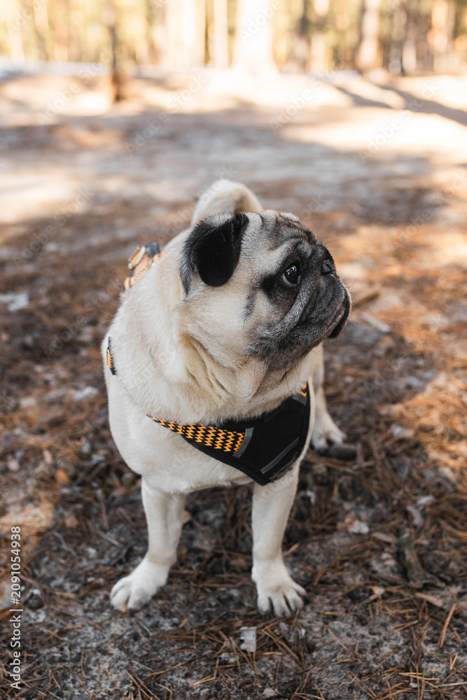 Obraz premium Adorable pug dog sitting straight and looking sideways with curiosity.