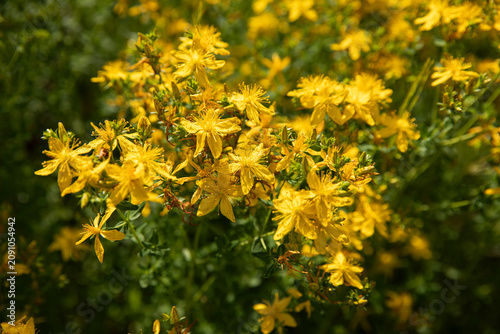 Bright yellow flowers of perforated St. John's wort (Hypericum perforatum) blooming in the garden in summer. A medicinal plant with numerous golden flowers in the warm rays of the sun. A natural flora