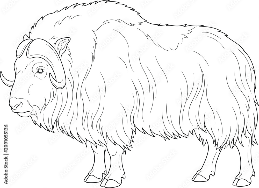 Obraz premium Musk Ox Line Art Vector Illustration with Detailed Fur for Coloring Pages, Wildlife Education and Nature Designs