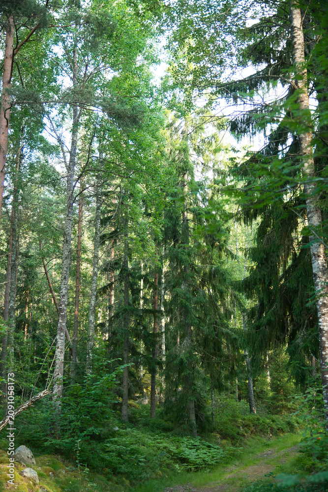 Fototapeta premium Trees in the woods