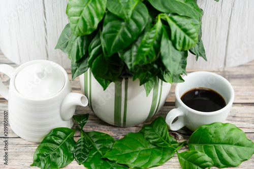 frisch geröstete Kaffeebohnen auf Olivenholz