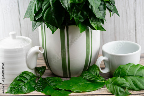 frisch geröstete Kaffeebohnen auf Olivenholz