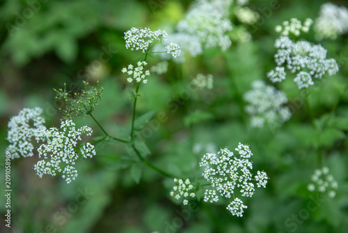 Obraz na płótnie Blooming ground elder (Aegopodium podagraria) on a green background