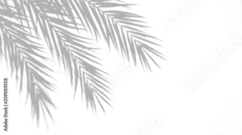 Exotic tropical palm tree leaf shadow overlay on a transparent background