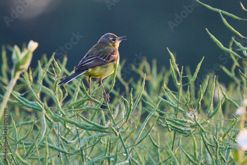 Western yellow wagtail perched on rapeseed plants at golden sunset