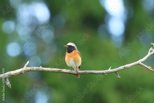 The common redstart (Phoenicurus phoenicurus) bird