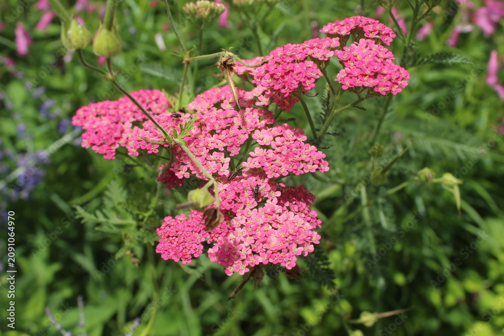 Fototapeta premium Pink yarrow flower in the garden