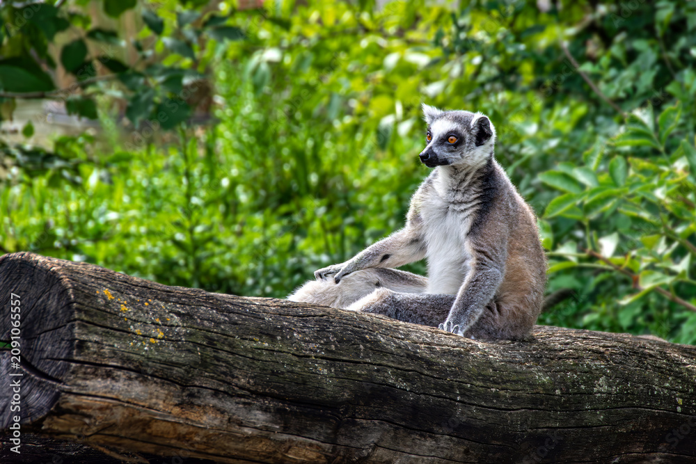 Fototapeta premium Ring-tailed lemur sits on a tree trunk at a Vienna zoo in Austria, surrounded by lush green foliage in summer and captured in a detailed wildlife portrait with vivid orange eyes.