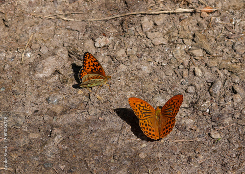 Argynnis paphia the silver-washed frittilary and argynnis niobe butterfly sitting on the soil