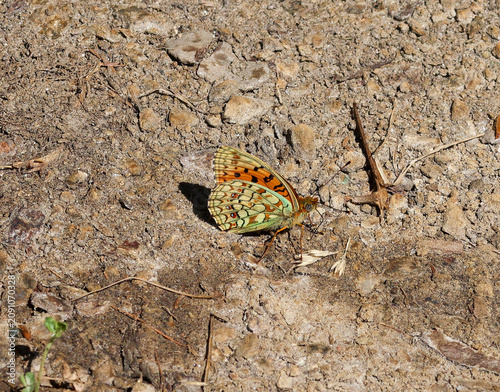 Fabriciana niobe the Niobe fritillary sitting on the soil