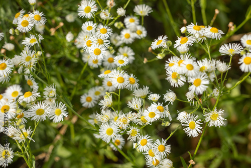 Annual fleabane (Erigeron annuus) with delicate white daisy-like flowers blooming in a green summer meadow. Wild flowering plant in natural habitat, selective focus, soft bokeh, botanical background, 
