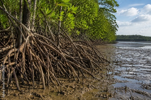 Mangrove tree roots spread across a tidal mudflat, preventing soil erosion.