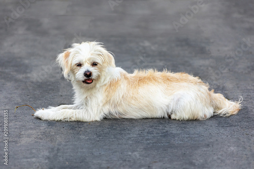 puppy on the ground
