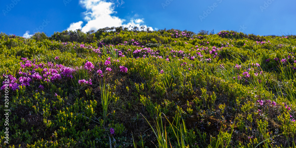 Fototapeta premium Sunlit hillside covered with pink wildflowers and green grasses for spring nature background and wallpaper