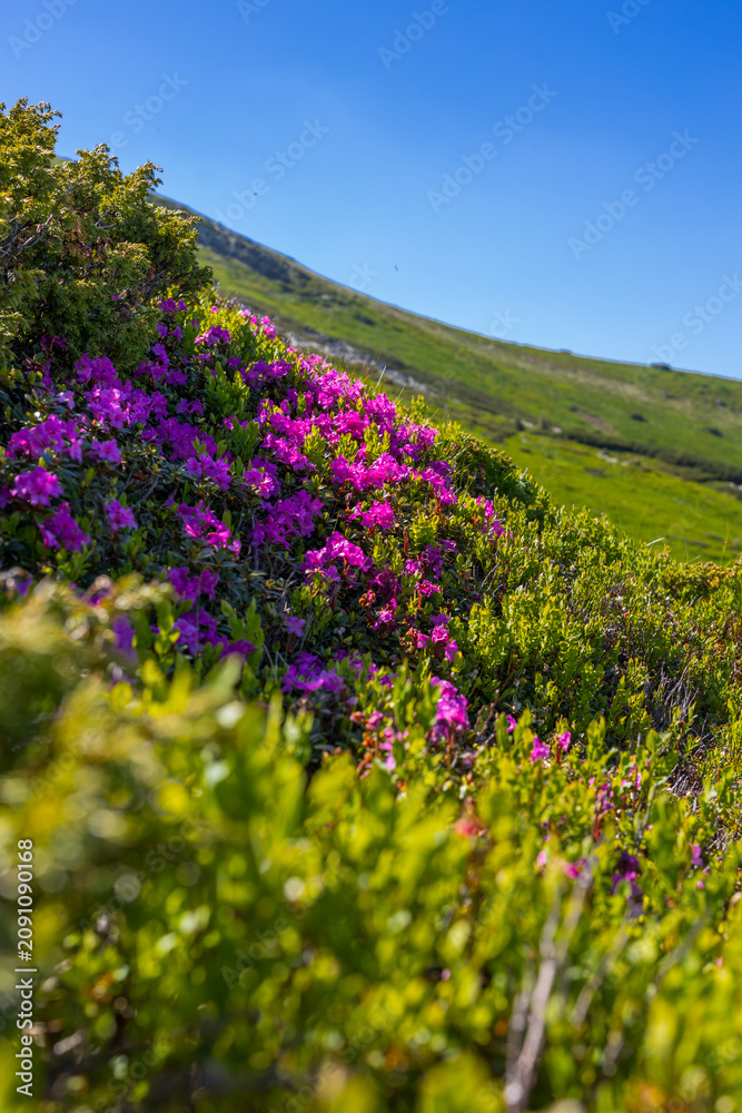 Fototapeta premium Vertical closeup of pink rhododendron on alpine slope with blue sky for mobile background and nature wallpaper design
