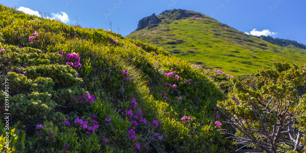 Fototapeta premium Panoramic alpine mountain slope with pink rhododendron blooms and clear blue sky for landscape background and poster design