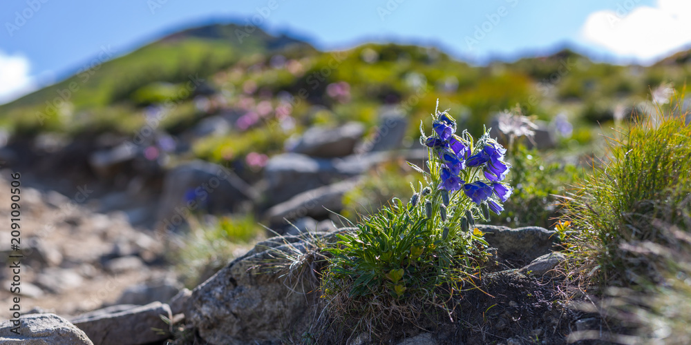 Fototapeta premium Panoramic mountain path with blue alpine flowers on rocky ridge for landscape banner and outdoor nature wallpaper design