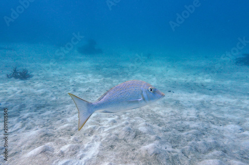 Fotografía spangled emperor in the sea
