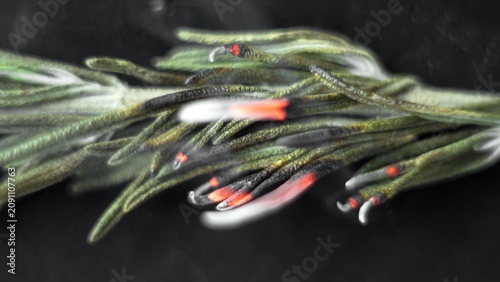 Foto Rosemary herb burning and smoking, creating therapeutic aromatic smoke for culin