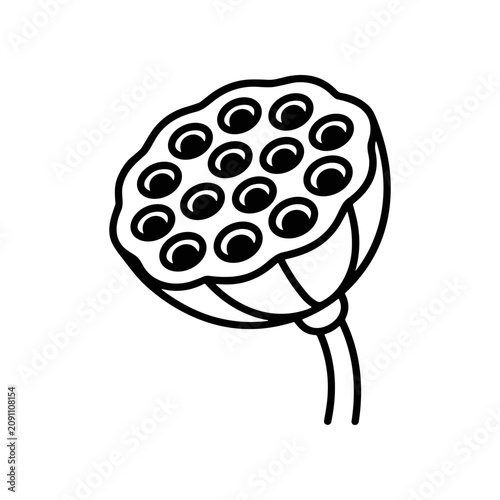 Black and white lotus flower head.