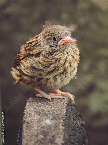 фотографія A lone Dunnock fledgling out of the nest awaiting to be fed by it's parents
