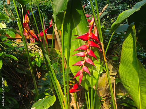 Vibrant red heliconia flowers hang elegantly downward, surrounded by lush green tropical leaves in a bright and warm greenhouse environment