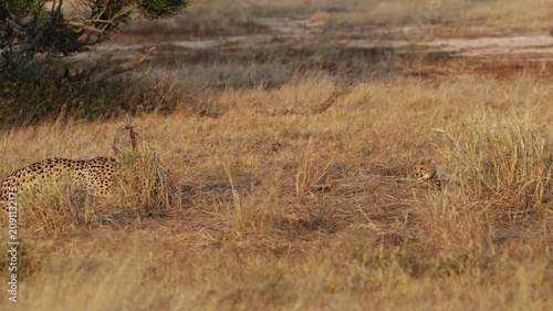  Blue wildebeest watching the cheetahs