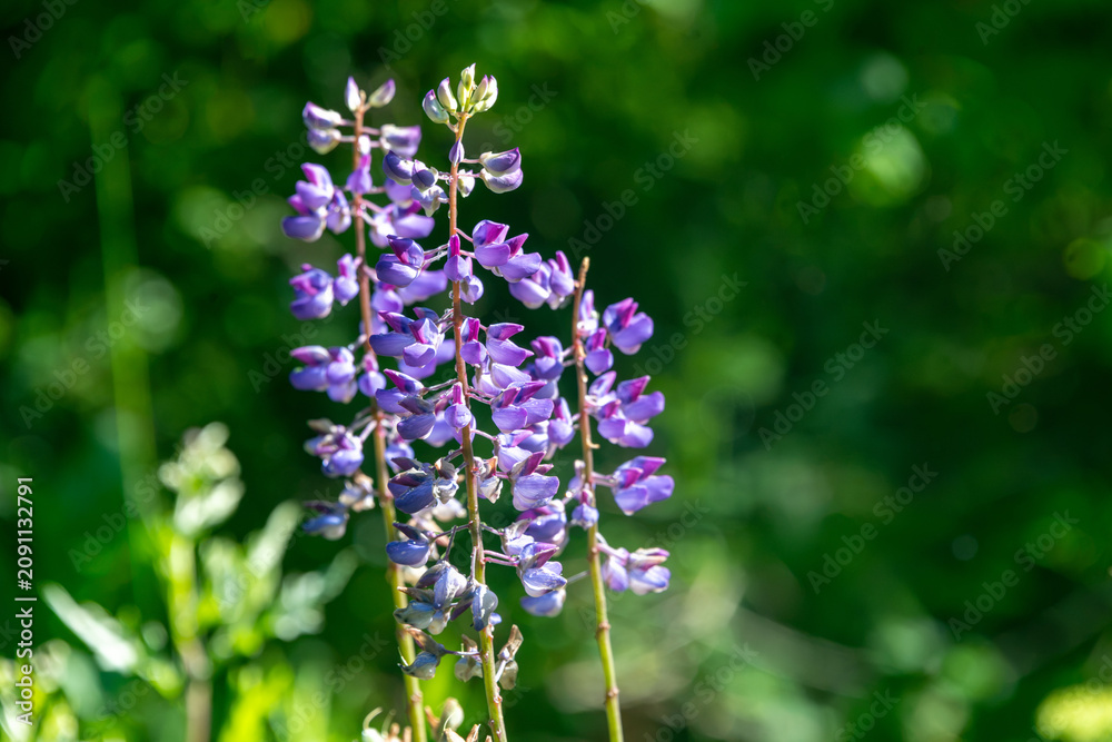 Obraz premium purple flowers in the sune
