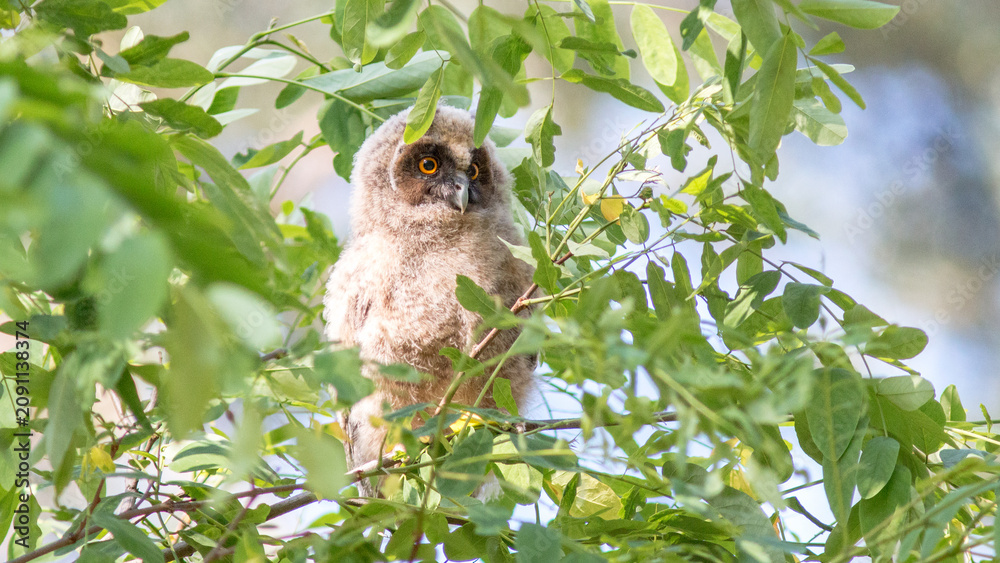 Fototapeta premium great horned owl